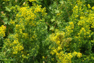 Galium verum Geel walstro bestellen